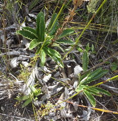 Berkheya carlinoides