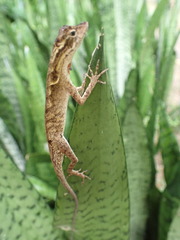 Anolis planiceps