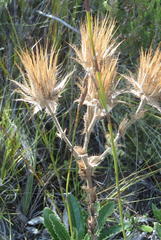 Berkheya carlinoides