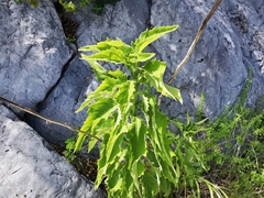 Verbesina microptera