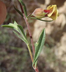 Hermannia gracilis