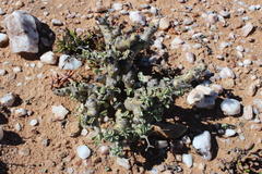 Pelargonium klinghardtense