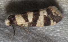 Lepidoscia characota