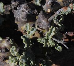 Pelargonium klinghardtense