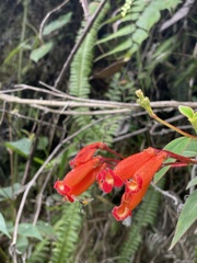 Kohleria trianae