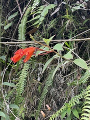 Kohleria trianae