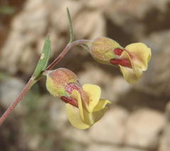Hermannia gracilis