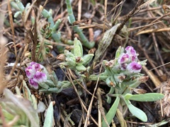 Chloropyron maritimum palustre