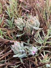 Chloropyron maritimum palustre