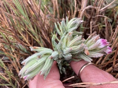 Chloropyron maritimum palustre