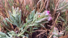 Chloropyron maritimum palustre
