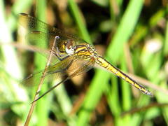 Trithemis dorsalis