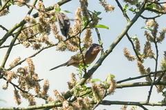 Curruca cantillans albistriata
