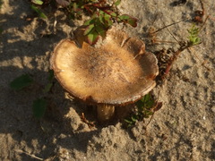 Melanoleuca cinereifolia