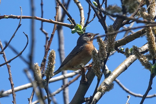Eastern Subalpine Warbler, Leverkusen, Deutschland, photo 6 of 10