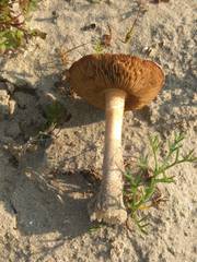 Melanoleuca cinereifolia