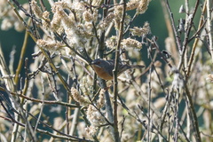 Curruca cantillans albistriata