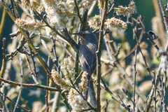 Curruca cantillans albistriata