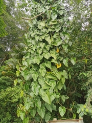 Philodendron hederaceum
