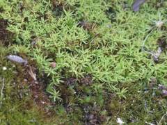 Tortella flavovirens