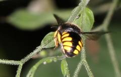 Micranthidium