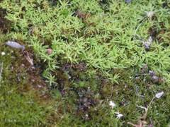 Tortella flavovirens