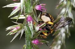 Micranthidium