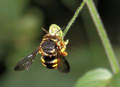 Micranthidium