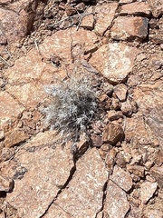 Dasyochloa pulchella