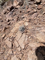 Dasyochloa pulchella