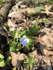 Collinsia verna