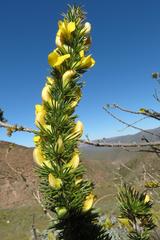 Aspalathus sceptrum-aureum