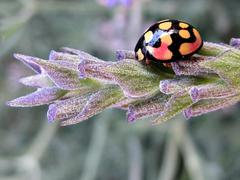 Cheilomenes sulphurea