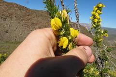 Aspalathus sceptrum-aureum