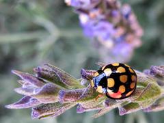 Cheilomenes sulphurea