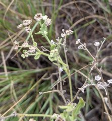 Parthenium confertum