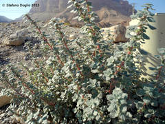 Forsskaolea tenacissima