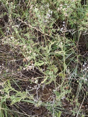 Parthenium confertum