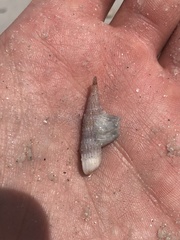 Amphibalanus venustus