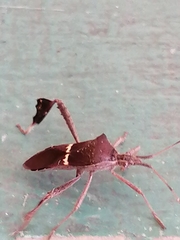 Leptoglossus