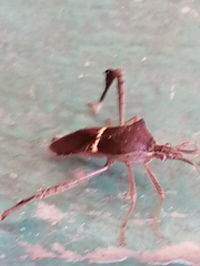 Leptoglossus