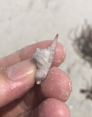 Amphibalanus venustus