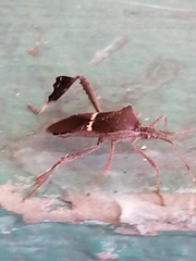 Leptoglossus