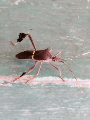 Leptoglossus