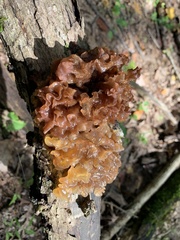 Phaeotremella frondosa