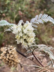 Astragalus pycnostachyus pycnostachyus