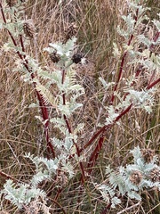 Astragalus pycnostachyus pycnostachyus
