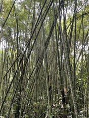 Guadua