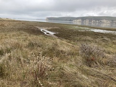Astragalus pycnostachyus pycnostachyus