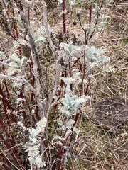 Astragalus pycnostachyus pycnostachyus